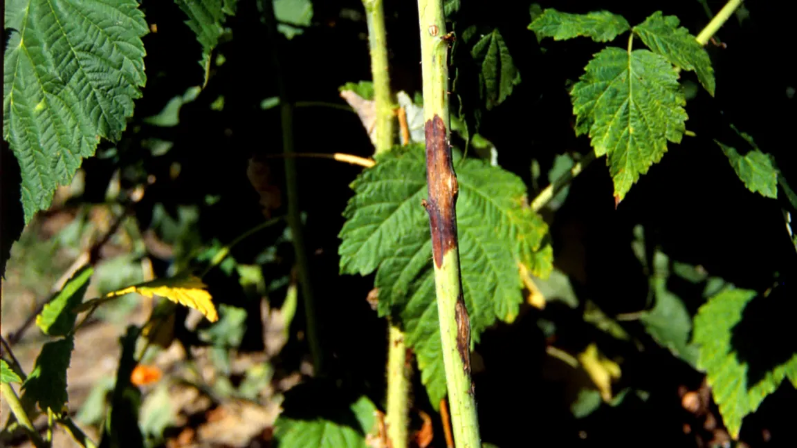 Rindenflecken durch das Himbeerrutensterben. Foto: Klaus Margraf
