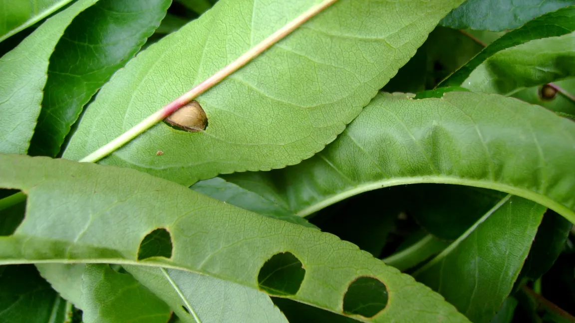 Schrotschussflecken und -löcher am Pfirsichlaub. Foto: Klaus Margraf