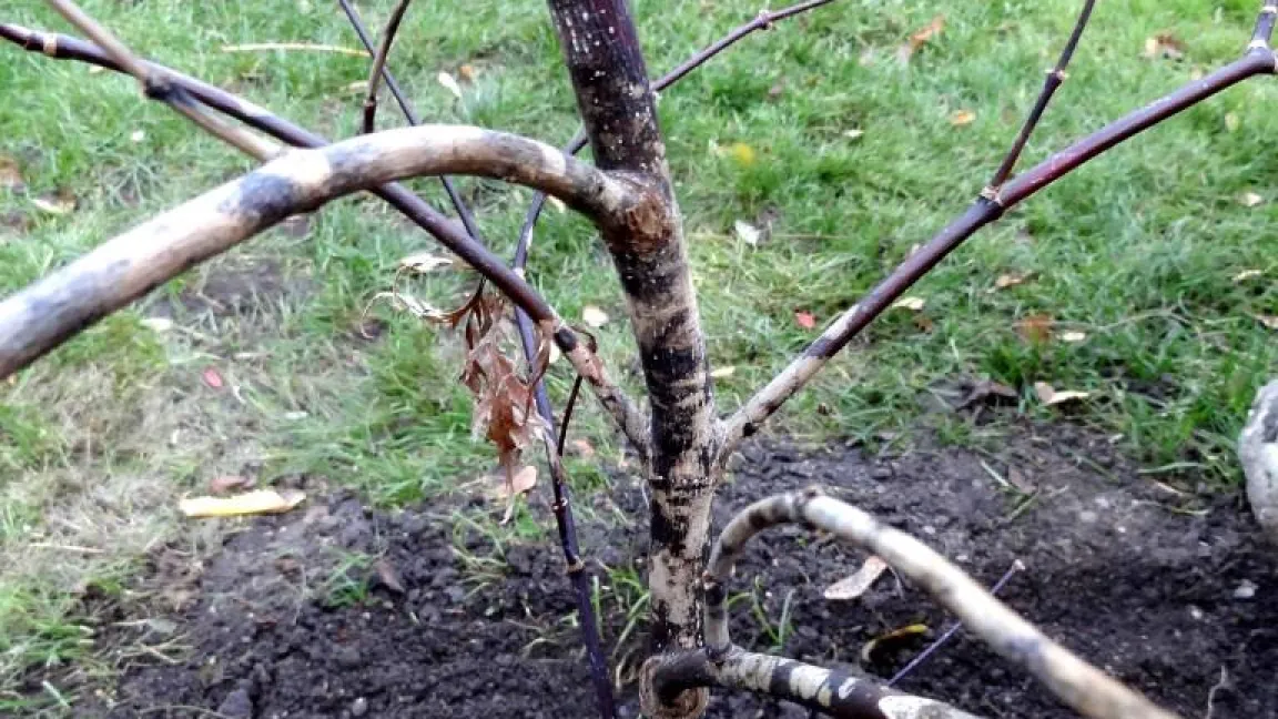 Totalschaden am Fächerahorn. Foto: Klaus Margraf