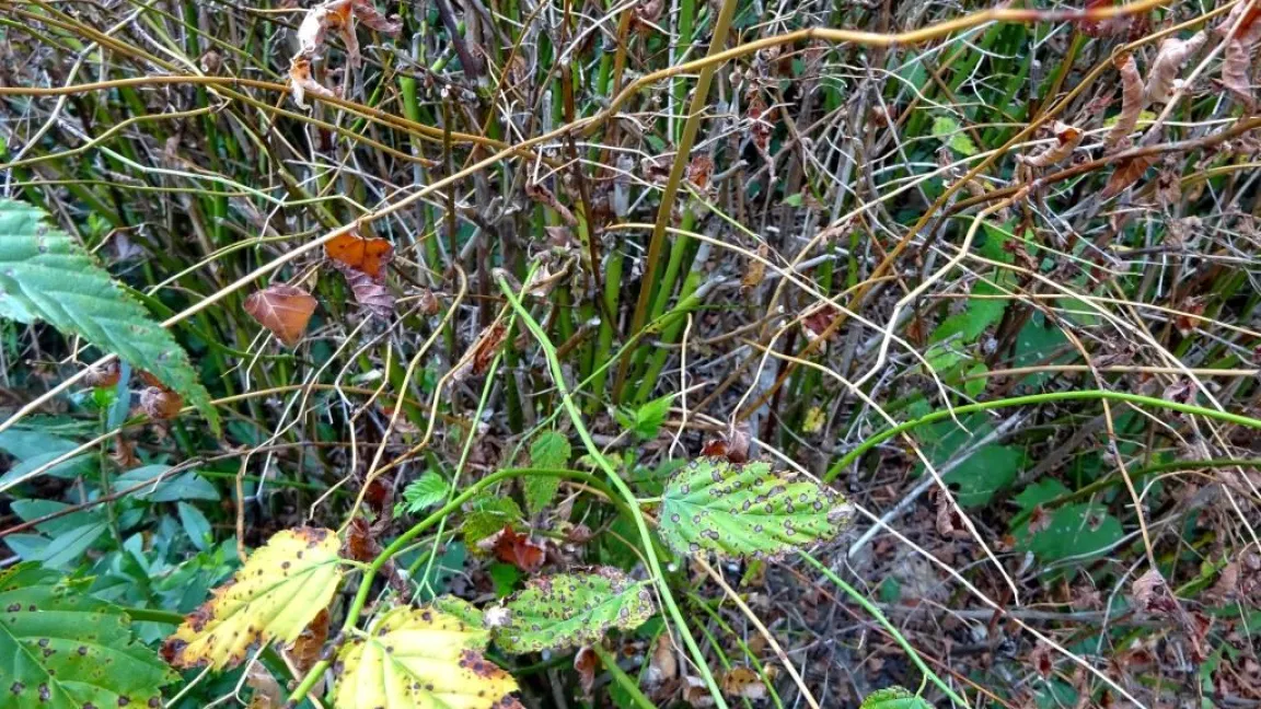 Abgestorbene Kerria-Anpflanzung. Foto: Klaus Margraf
