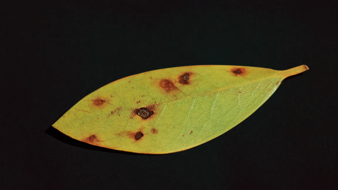 Cercospora-Blattflecken am Rhododendron. Foto: Klaus Margraf