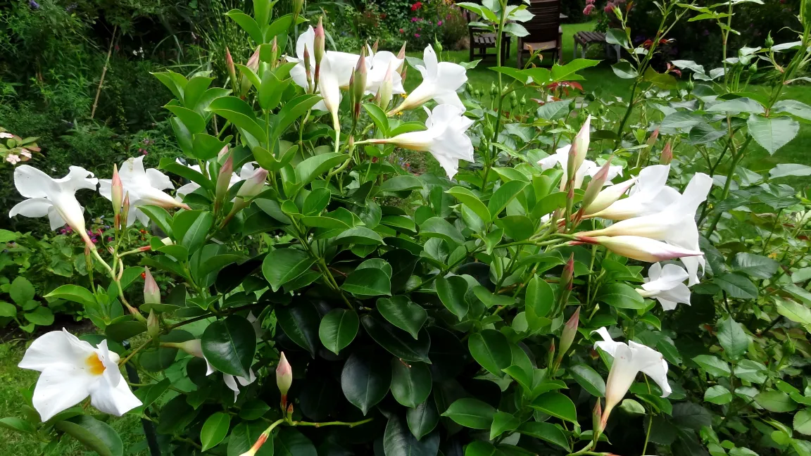 Die Dipladenia ist im Sommer auch für Kübel und Schalen im Freiland geeignet. Foto: Klaus Margraf