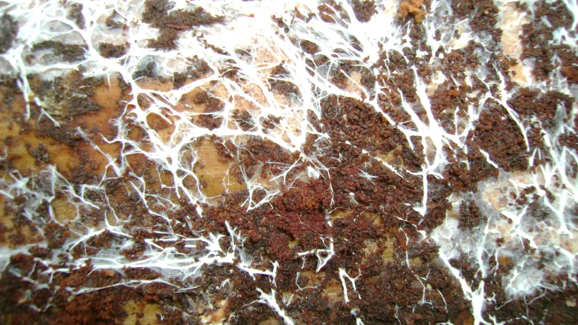 Hallimasch Myzel unter der Rinde. Foto: Klaus Margraf