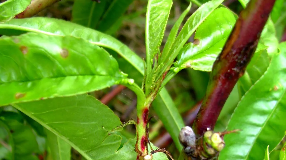 Schrotschussbefall am jungen Pfirsichaustrieb. Foto: Klaus Margraf