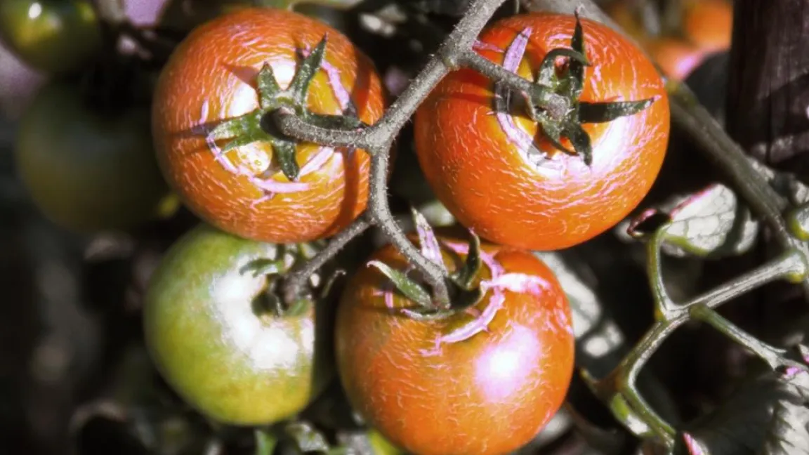 Bei unregelmäßiger Wasserversorgung platzen die Früchte. Foto: Klaus Margraf