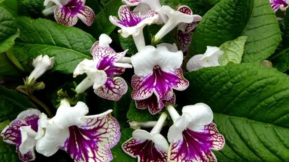 Bezaubernde Streptocarpusblüten. Foto: Klaus Margraf