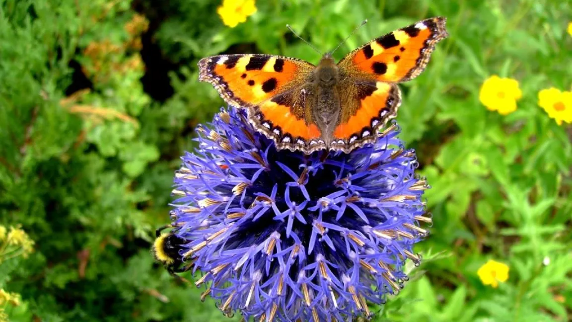 Die Brennnessel ist eine Nährpflanze für den "Kleinen Fuchs". Foto: Klaus Margraf