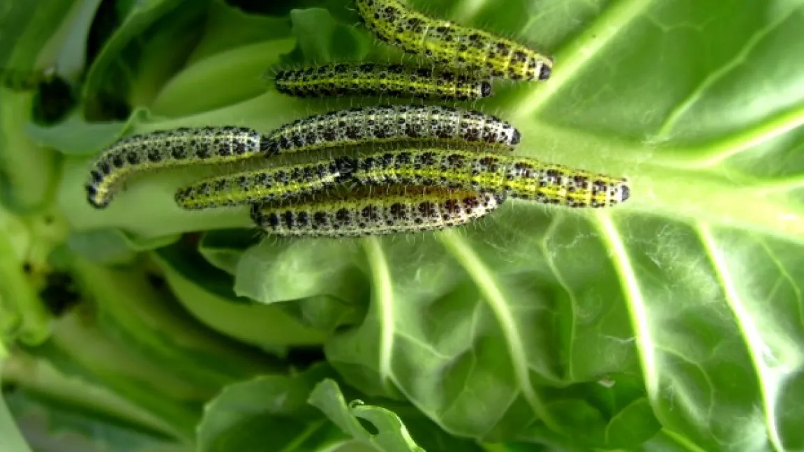 Gefräßige Raupen des Kohlweißlings. Foto: Klaus Margraf