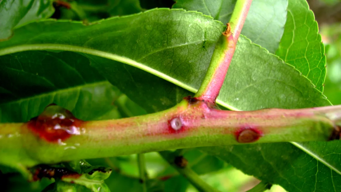 Gummiflusstropfen am Pfirsichtrieb nach Schrotschussbefall. Foto: Klaus Margraf
