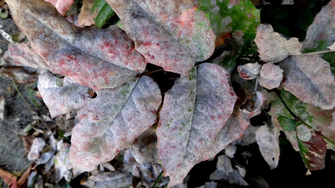 Mehltaubelag auf den Blättern. Foto: Klaus Margraf
