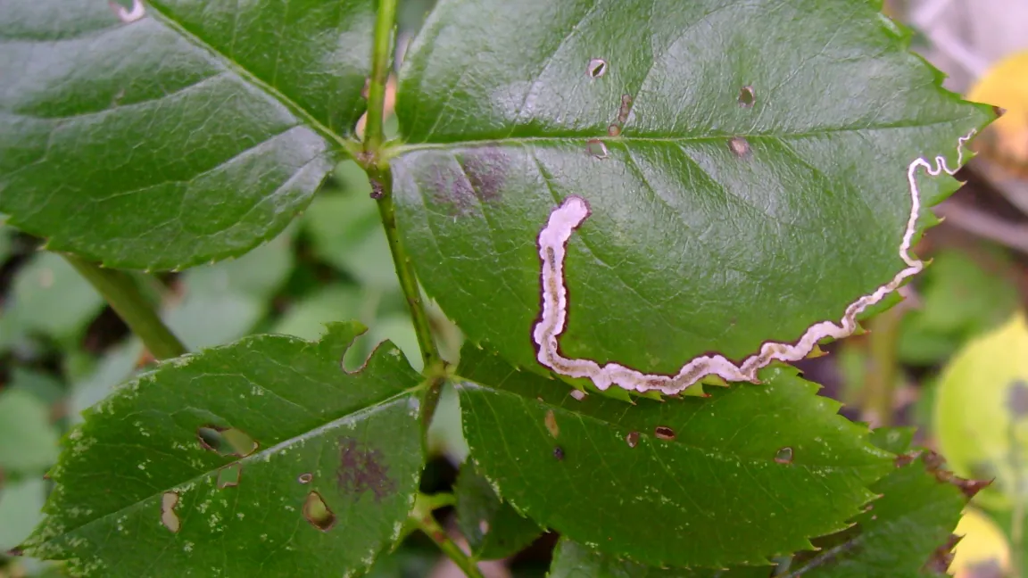 Miniergang der Stigmella-Rosenblattminiermotte. Foto: Klaus Margraf