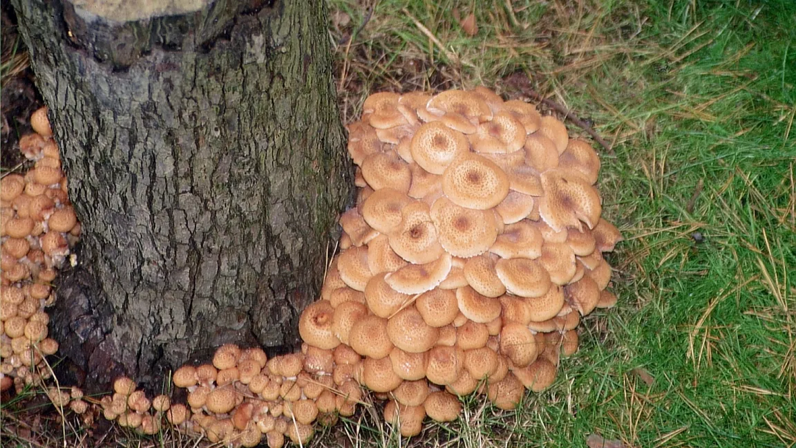 Pilzhüte des Hallimasch am Baumstamm. Foto: Klaus Margraf
