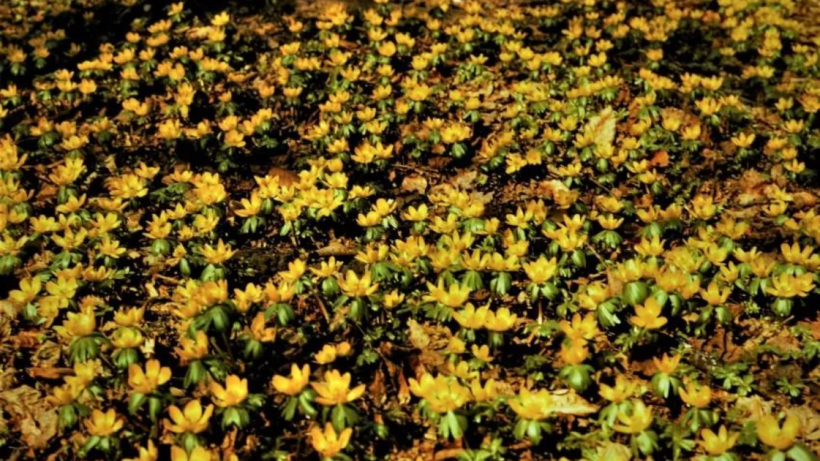 Winterlinge unter Buchen. Foto: Klaus Margraf