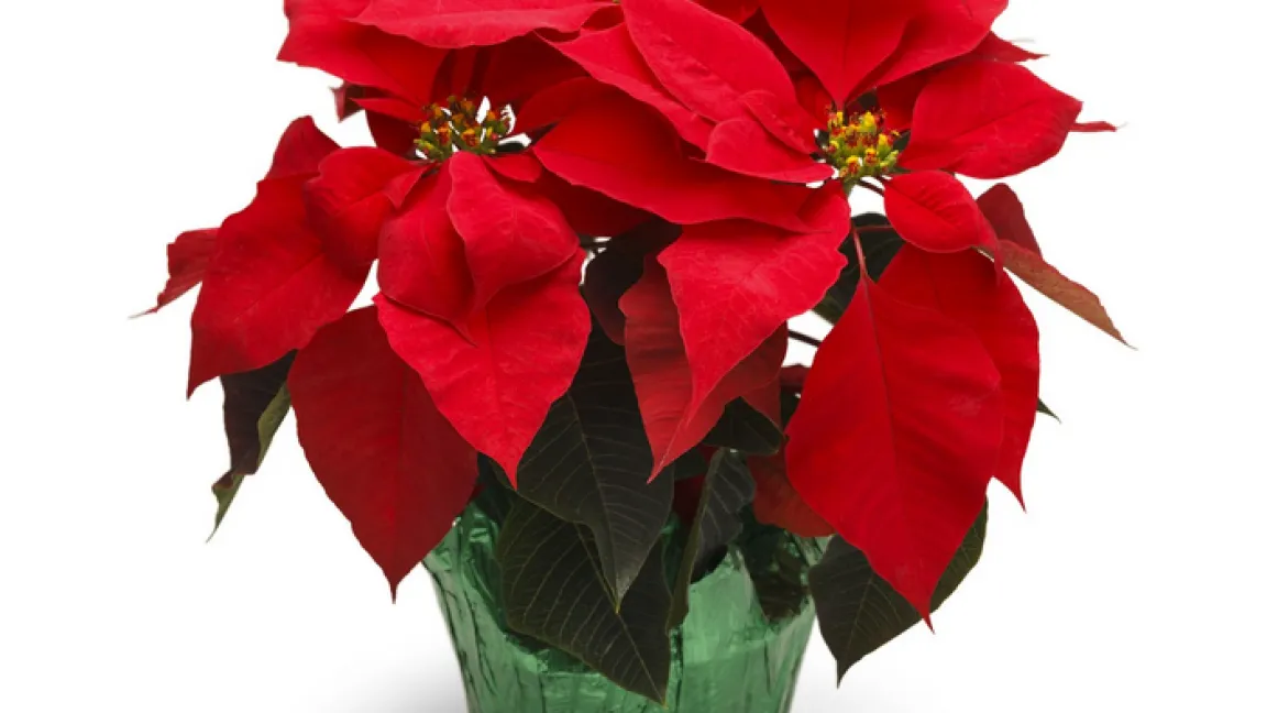 Der Weihnachtsstern ist ein beliebtes Geschenk in der Adventszeit. Foto: Fotolia