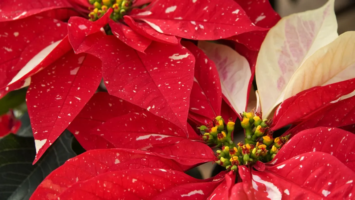 Es ist wieder Weihnachtsstern-Saison in den Floristik-Geschäften und Supermärkten. Foto: Fotolia