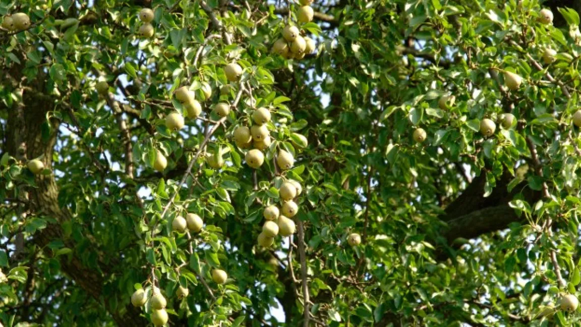 Die Obstanbauer sind natürlich an gesunden Bäumen und Früchten interessiert. Foto: Fotolia