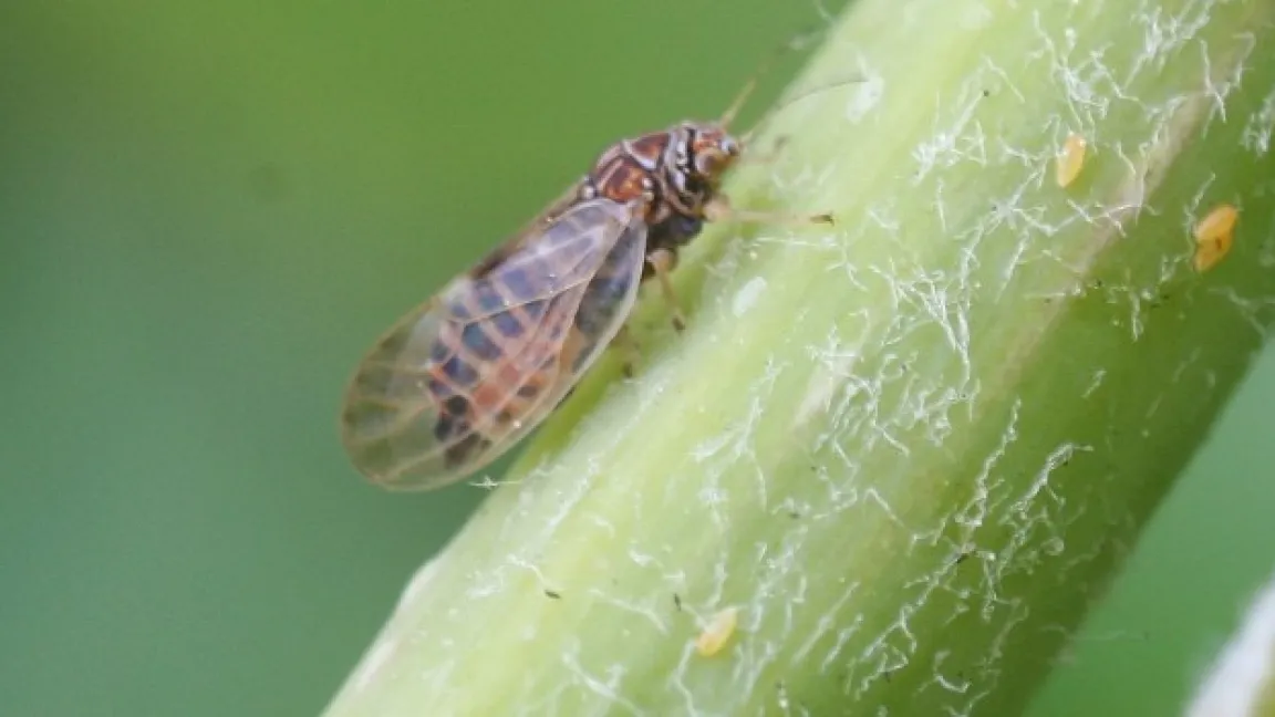 Der Birnenblattsauger ist ein gefürchteter Schädling. Foto: Christoph Hoyer