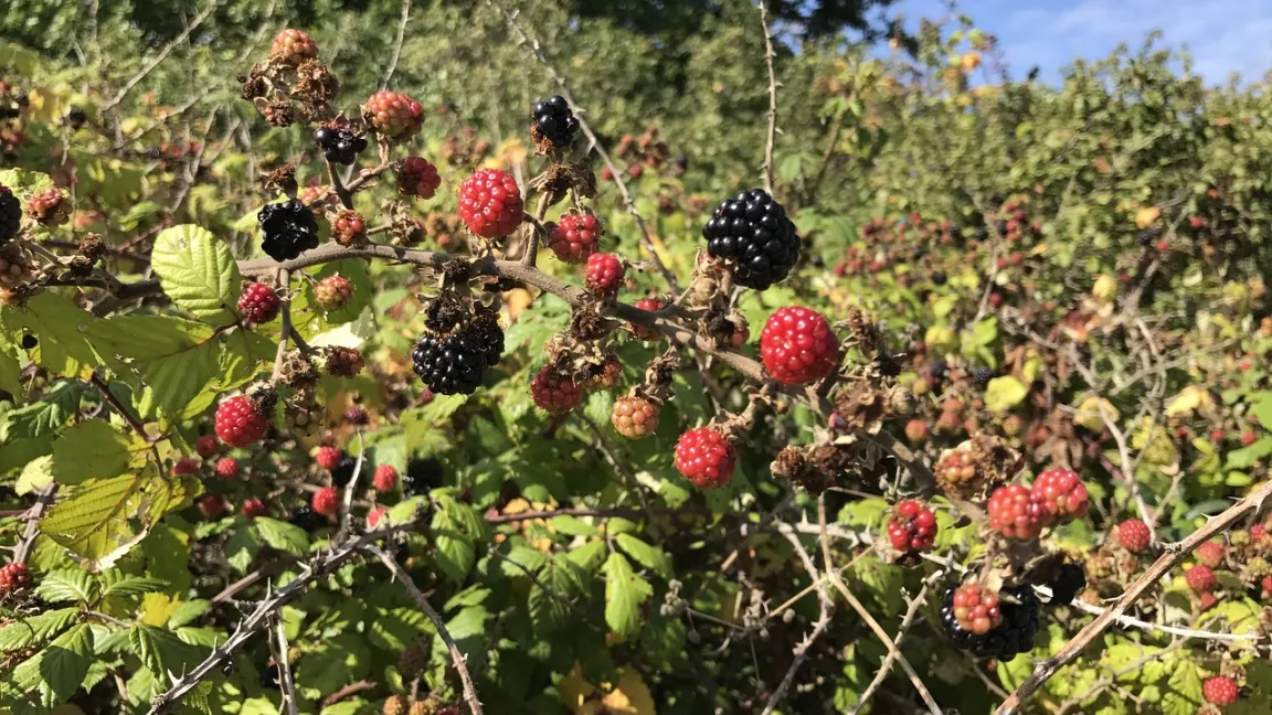 Am Waldrand wachsende wilde Brombeeren bilden oft ein undurchdringliches Dickicht aus Ruten und Stacheln. Foto: Pixabay