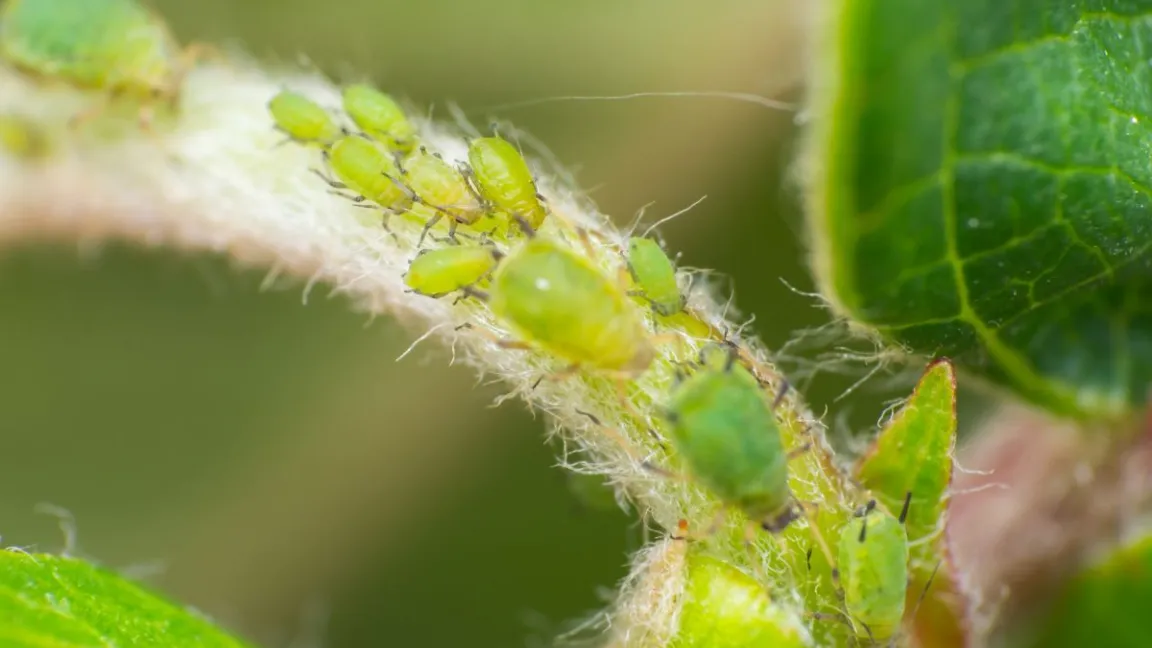 Auch Blattläuse können eine Senfölbombe zünden: Hierfür benötigen sie die Glucosinolate von Kreuzblütler und das Enzym Myrosinase, das sie selbst produzieren. Bildquelle: © g1a1b1i1 / Pixabay / CC0