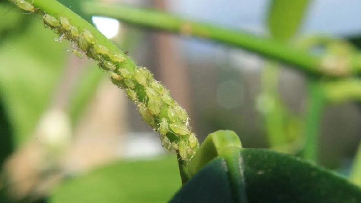 Blattlausbefall geht meist vorüber, wenn das Gewebe aushärtet. Foto: Heinrich Beltz