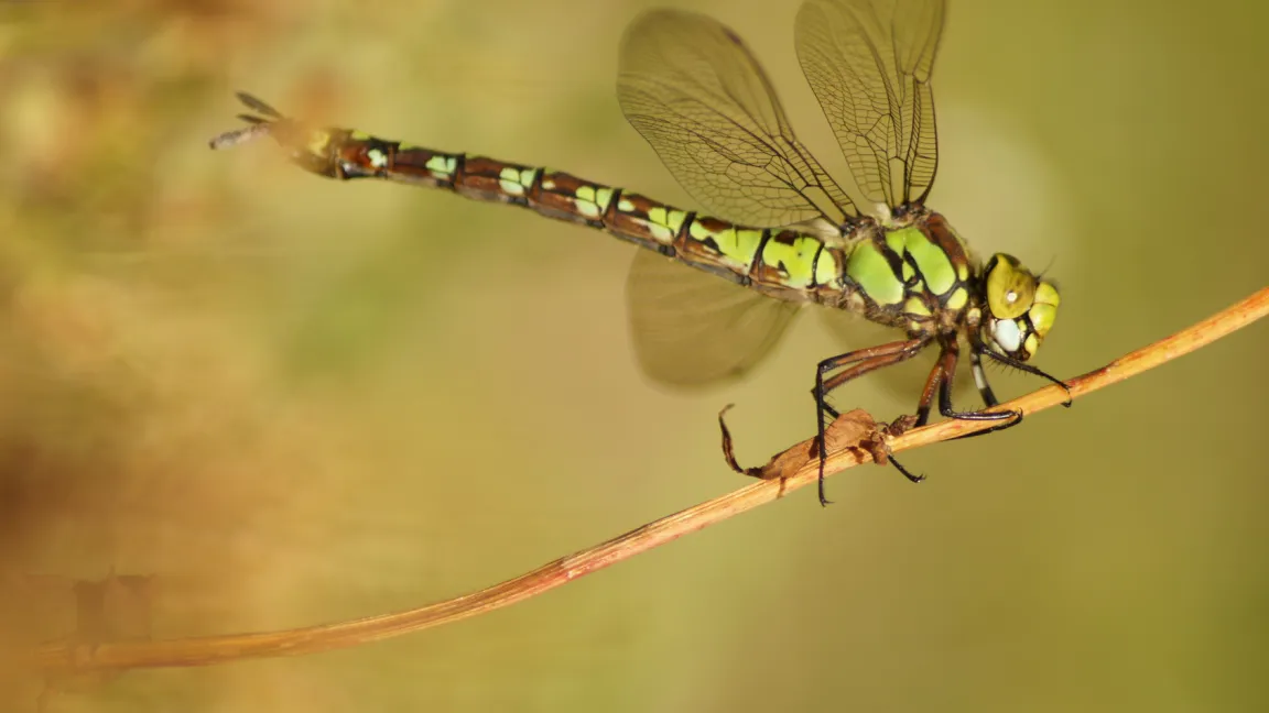 Die Blaugrüne Mosaikjungfer (Aeshna cyanea) ist unter anderem wirksam gegen Blattläuse und Stechmücken. Foto: Fotolia