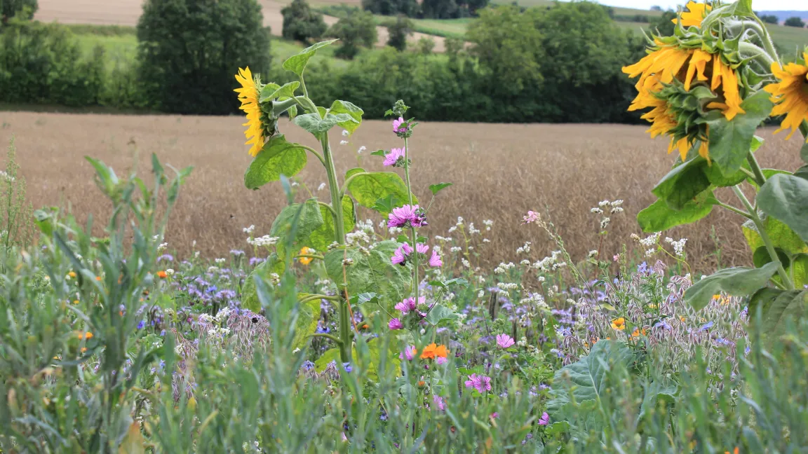 Landwirte setzen sich mit vielen Einzelmaßnahmen dafür ein, die Umwelt zu schonen, zu fördern und zu schützen. Foto. Christoph Künast