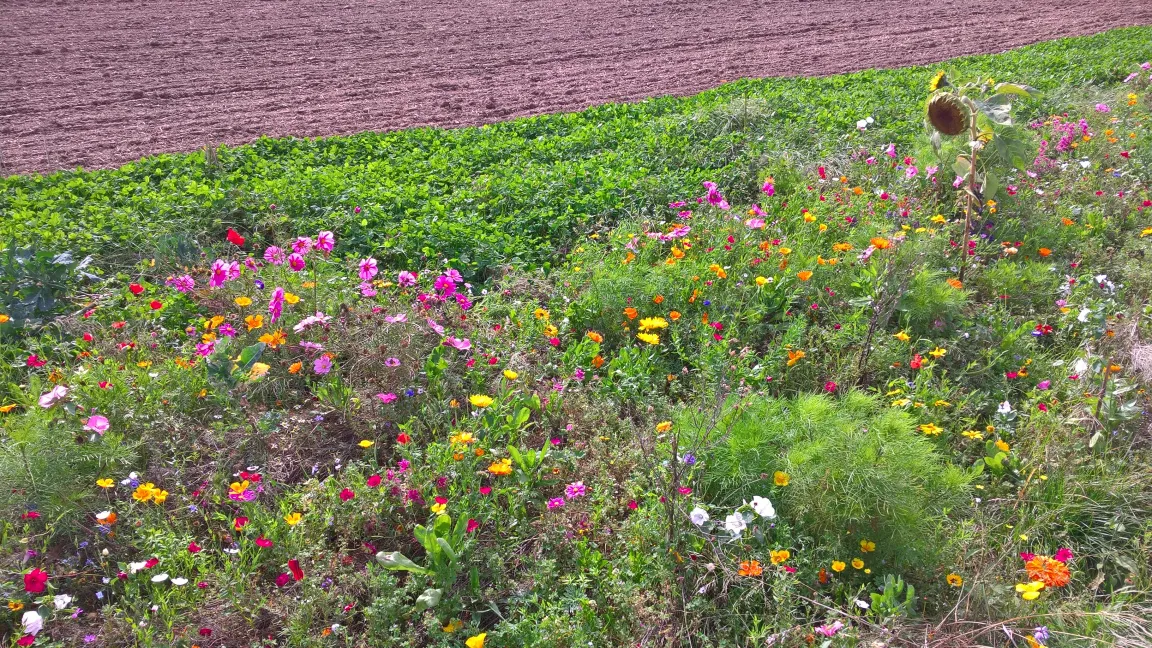 Blühstreifen sind eine gute Möglichkeit, die Biodiversität zu erhalten. Inzwischen gibt es sogar spezielle Bienen- und Imkermischungen. Foto: IVA
