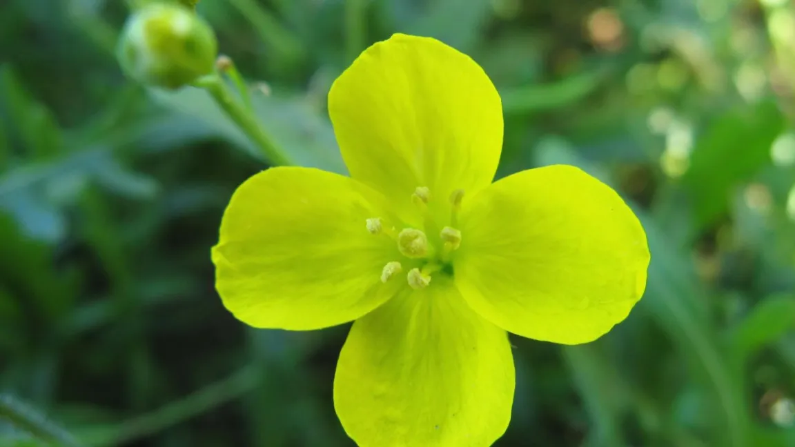 Die Wilde Rauke blüht gelb, die Salatrauke weiß. Foto: Schlaghecken