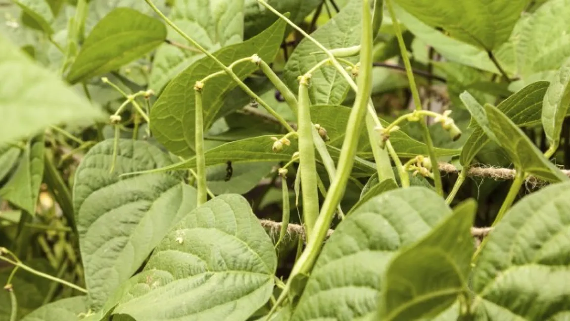 Bohnen sind in Brasilien ein wichtiges Grundnaherungsmittel, doch das Golden Mosaic Virus kann ganze Bohnenernten vernichten. Foto: istock