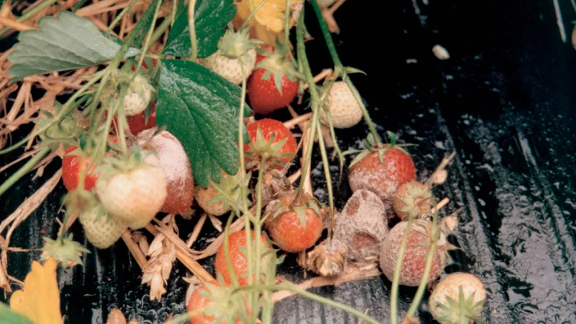 Im Juni und Juli 2016 war die Witterung feucht-schwül. So konnte sich die Grauschimmelfäule schnell ausbreiten, viele Erdbeeren verfaulten auf dem Feld. Foto: Bayer CropScience