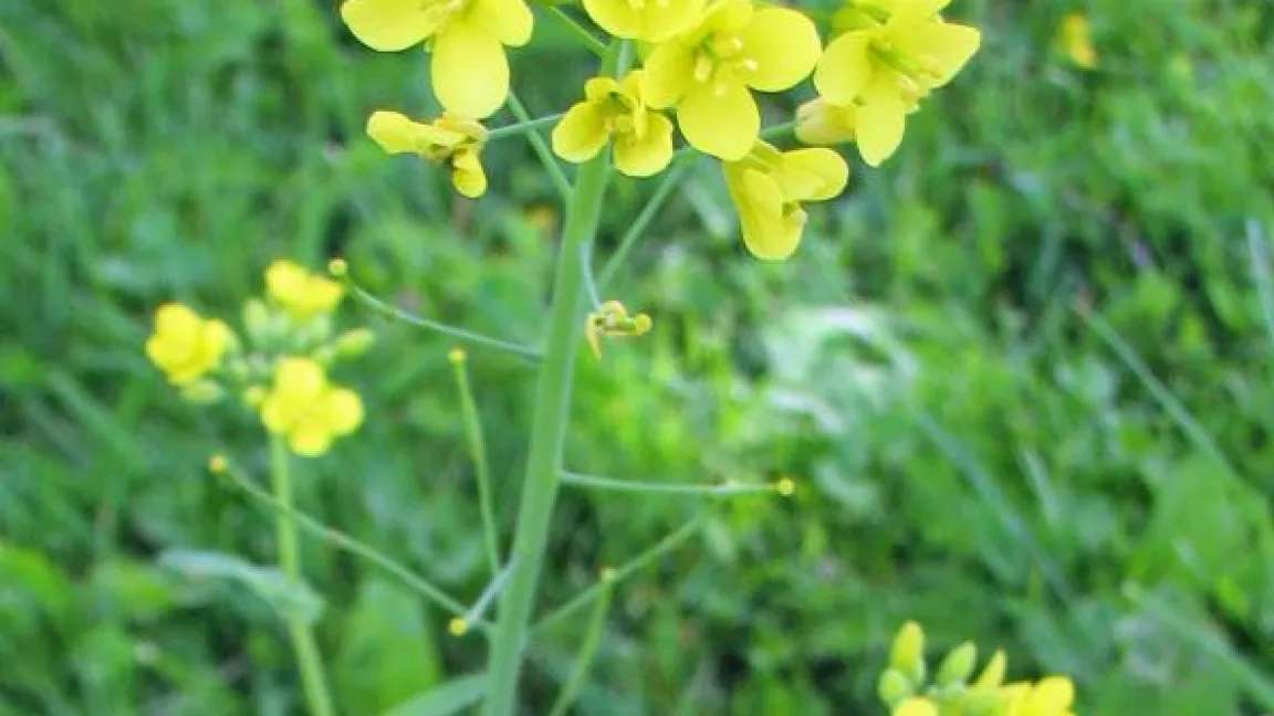 Die Rübse (Brassica rapa), ein Elternteil des Rapses, würde im Rapsfeld kaum auffallen. Die im Mittelmeerraum beheimatete Rübse wird seit der Jungsteinzeit kultiviert, ist weit verbreitet und häufig in der freien Natur anzutreffen. Foto: wikimedia