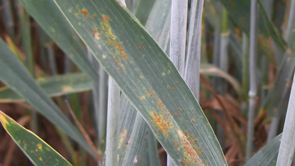 Braunrost ist eine weitverbreitete Pilzkrankheit im Roggenanbau. Foto: Matthias Wiedenau