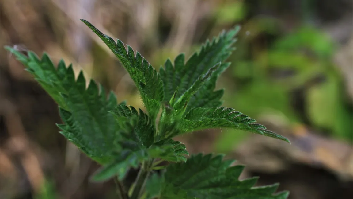 Die Große Brennnessel zeigt stickstoffhaltigen Boden an. Foto: Carola68 / Pixabay