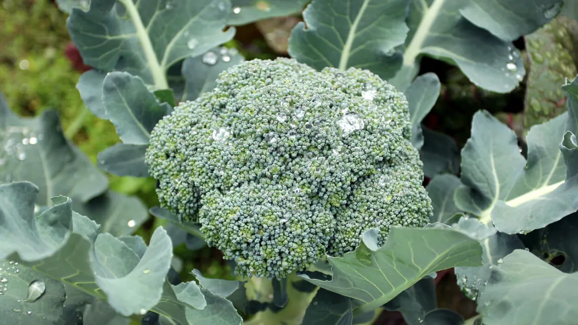 Bei einem Kopfgewicht von etwa 500 Gramm ist Brokkoli erntereif. Foto: istock