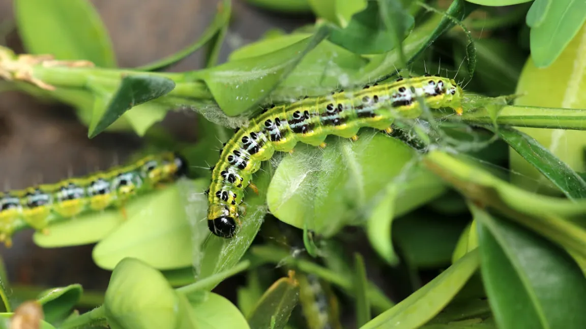 Ein gefräßiger Schädling: der Buchsbaumzünsler. Hier ist die Raupe zu sehen. Foto: istock