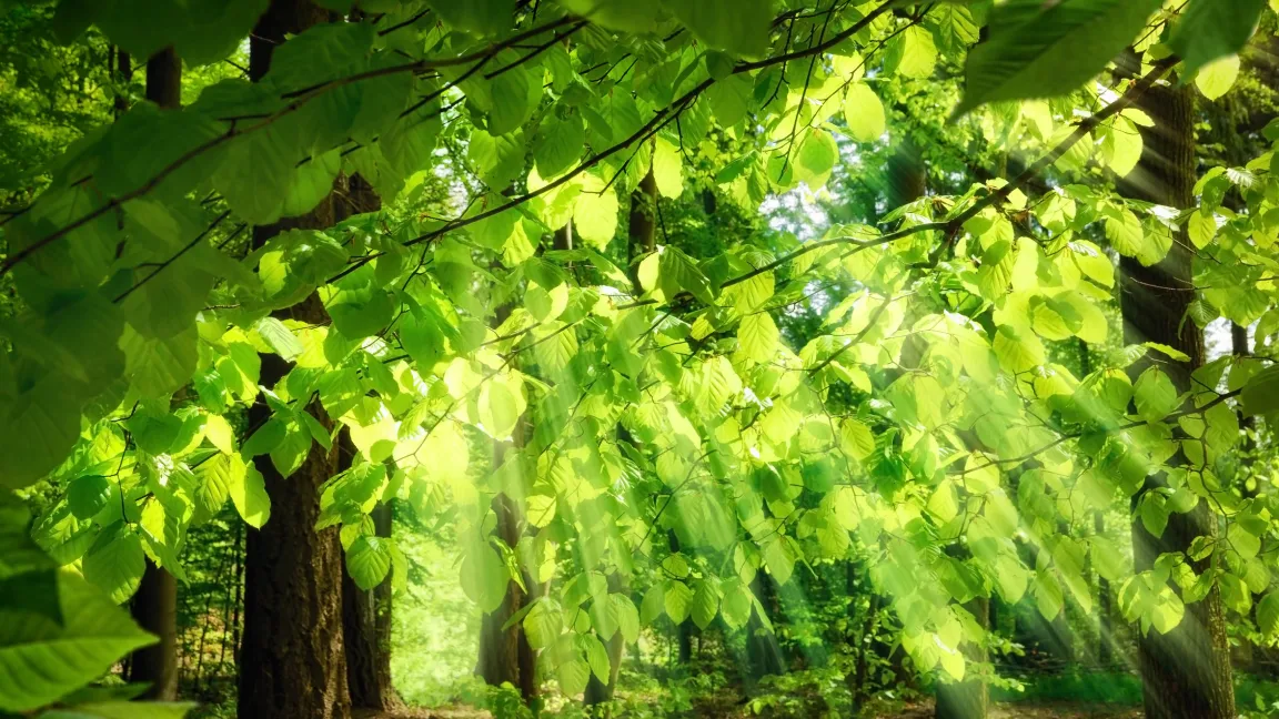 Bei der Buche hat sich der Kronenzustand 2015 gegenüber 2014 deutlich verbessert: Der Anteil gesunder Bäume ist um acht Prozent auf 22 Prozent gestiegen. Foto: Fotolia