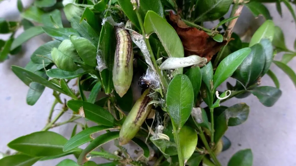 Buchsbaumzünslerpuppen. Foto: Klaus Margraf