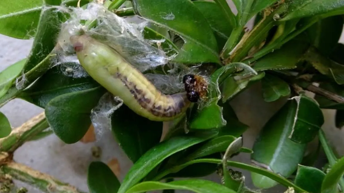 Die Raupe bei der Verpuppung. Foto: Klaus Margraf