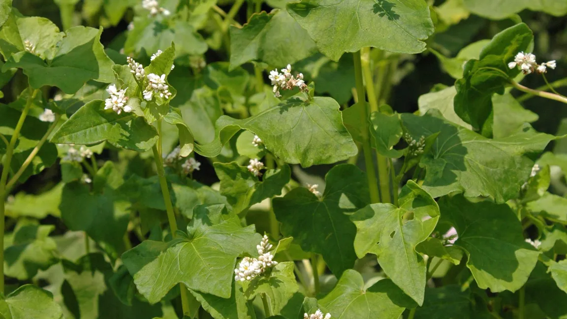 Die krautige Pflanze wird in Deutschland seit dem Mittelalter angepflanzt. Buchweizen war bis ins 19. Jahrhundert weit verbreitet und zählte zu den Grundnahrungsmitteln. Foto: Naturganznah