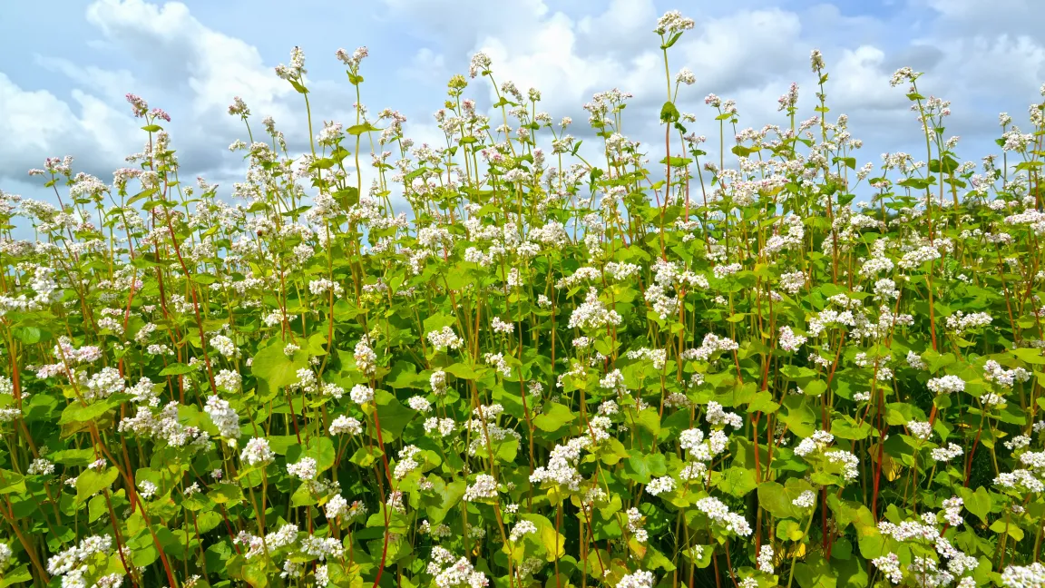 Buchweizen kann heimische Eiweißfuttermittel wie Erbsen oder Ackerbohnen sinnvoll ergänzen. Foto: AdobeStock