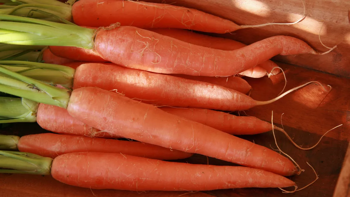 Bundmöhren dagegen schmecken sofort verzehrt am besten. Foto: www.meine-moehren.de