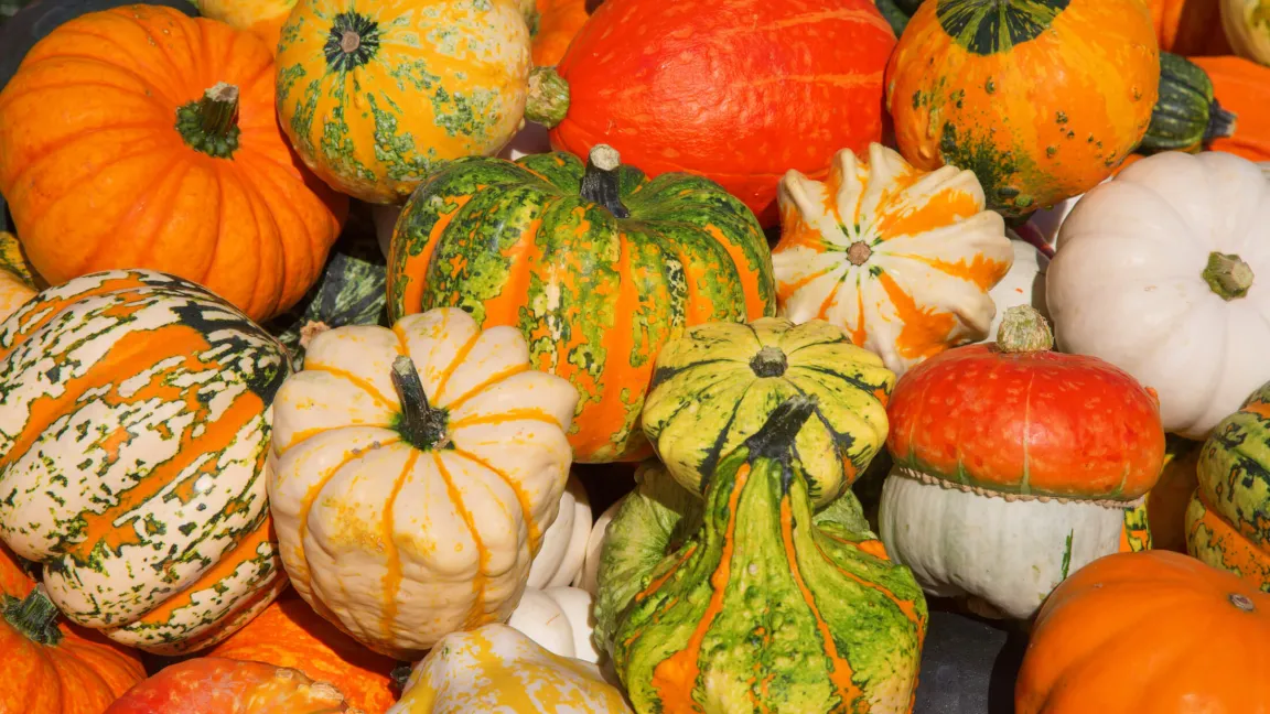 Kürbisse gibt es in unzählig vielen Farben und Formen. Foto: istock