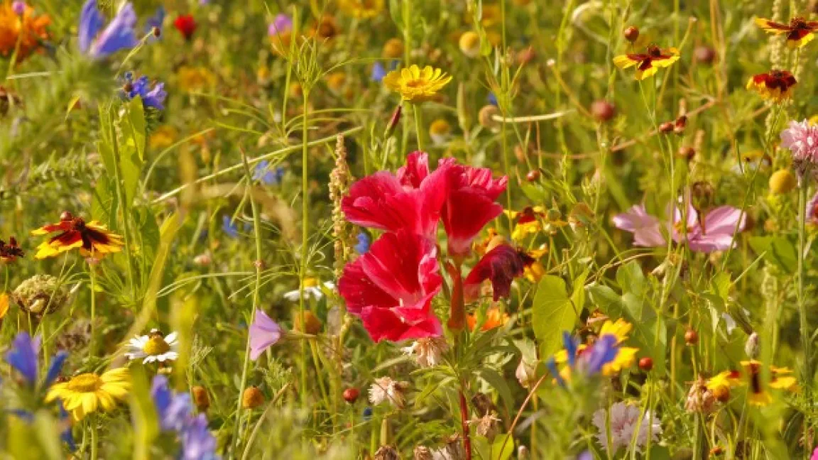 In artenreichen Lebensräumen werden Schädlinge nicht so schnell resistent gegen chemische Bekämpfung. Foto: Fotolia