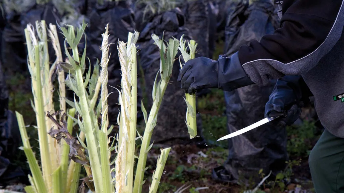 Die Blattstiele werden von Hand geerntet. Foto: Schweizerische Vereinigung der AOP-IGP