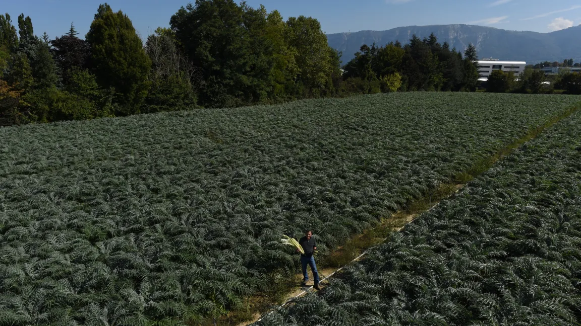 Der Anbau von Cardy beruht in Genf auf einer langen Tradition. Foto: Schweizerische Vereinigung der AOP-IGP