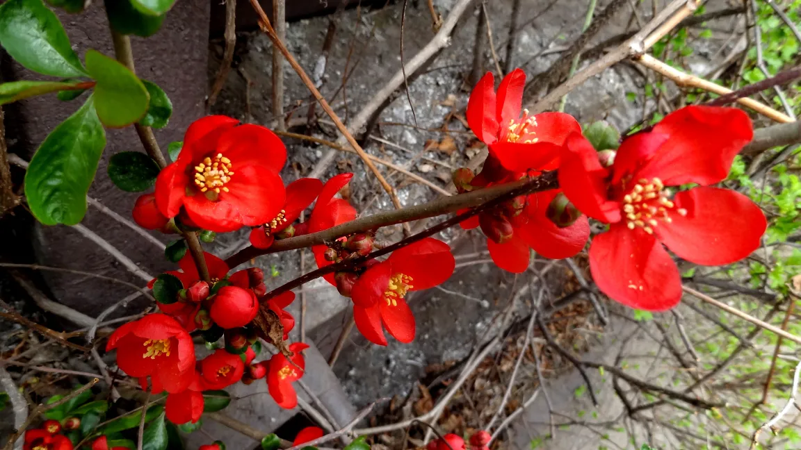 Chaenomeles - im Frühjahr erfreuen die Blüten und im Herbst die Wildfrüchte. Foto: Klaus Margraf