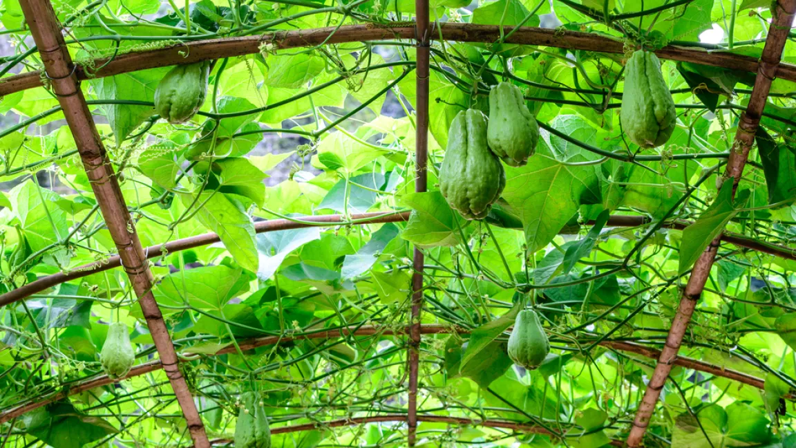 Die Tropenpflanze rankt über Gerüste und kann gut vom Boden aus geerntet werden. Foto: Shutterstock