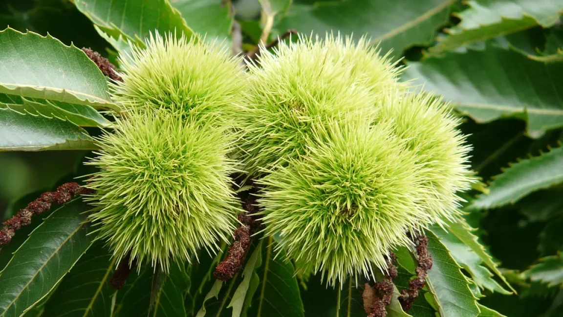 Der stachelige grüne Fruchtbecher enthält eine bis drei Esskastanien. Er wird im Herbst bräunlich und reißt auf. Foto: Pixabay