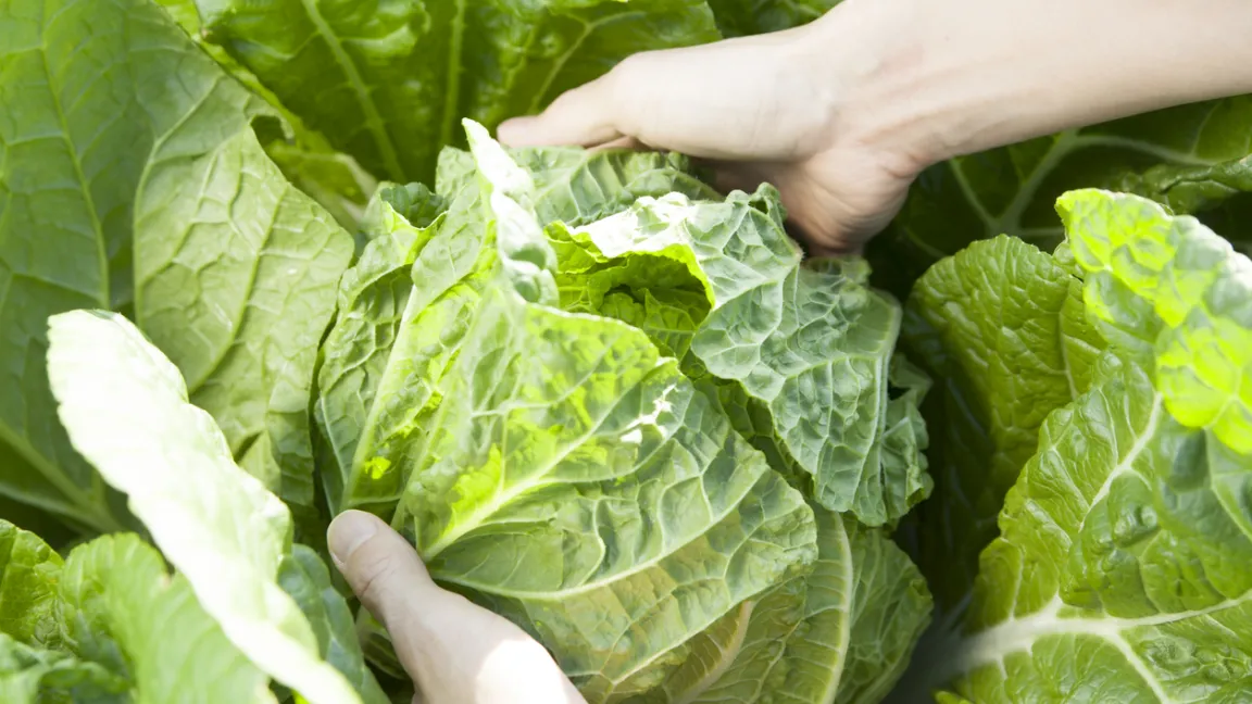 Bei der Ernte werden die grünen Umblätter entfernt. Foto: istock