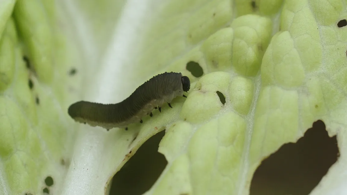 Larven fressen rund vier Wochen an ihren Wirtspflanzen, bevor sie sich im Boden verpuppen. Foto: Christoph Hoyer